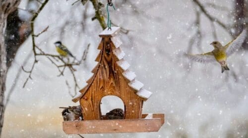 Image of a pole wooden bird house